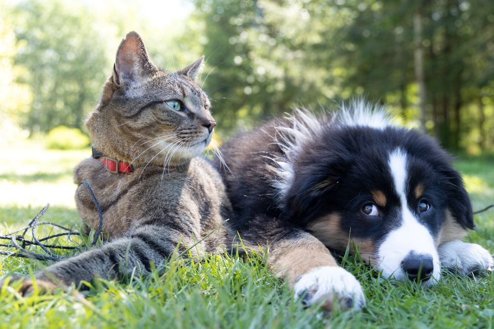 Who Saved Who? Pets & Brain Benefits