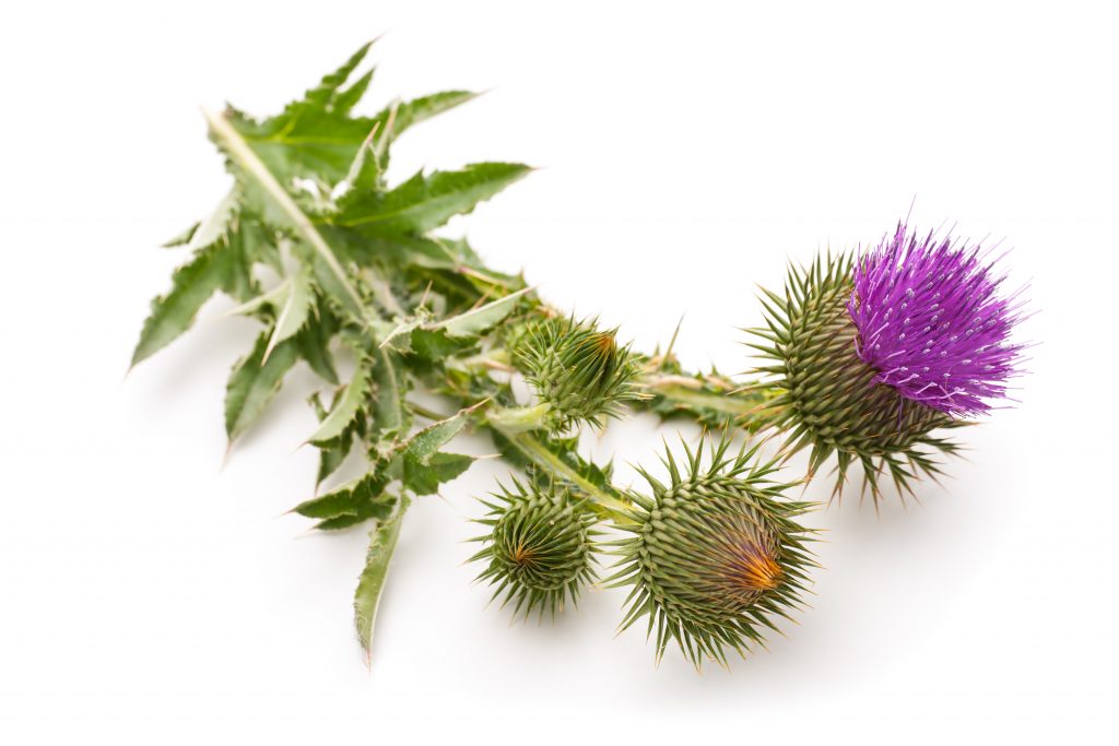 Strengthen Your Liver with Milk Thistle