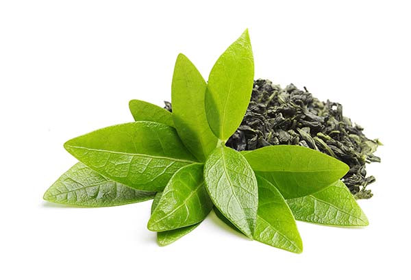 Green Tea Extract + L-Theanine for Cognitive Boost