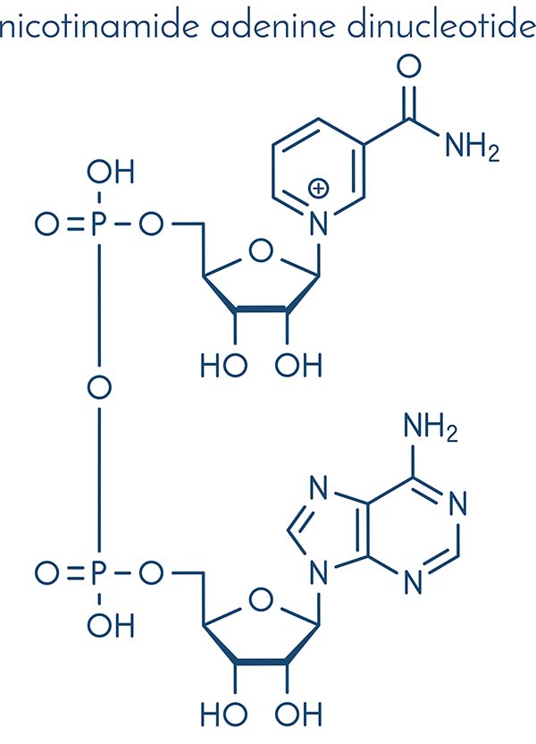 Nicotinamide adenine dinucleotide (NAD+)