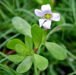 2 Ways Bacopa Helps Your Brain