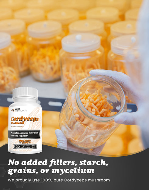 Cordyceps Militaris Mushroom Powder & Capsules