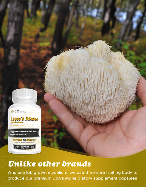 Lion's Mane Mushroom Powder or Capsules