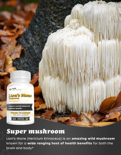 Lion's Mane Mushroom Powder or Capsules